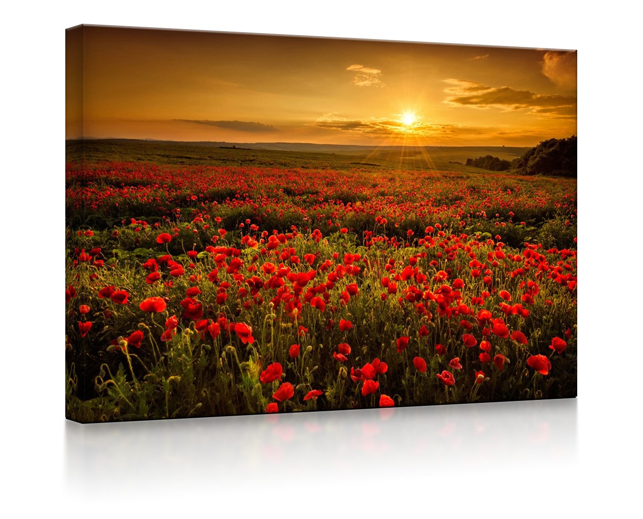 Mohnblütenfeld bei traumhaftem Sonnenuntergang