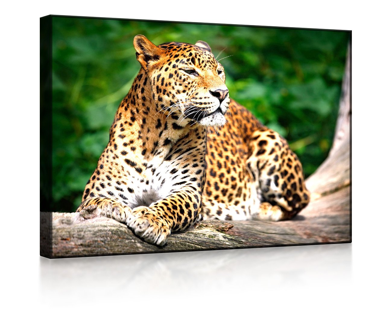 Leopard in der Natur