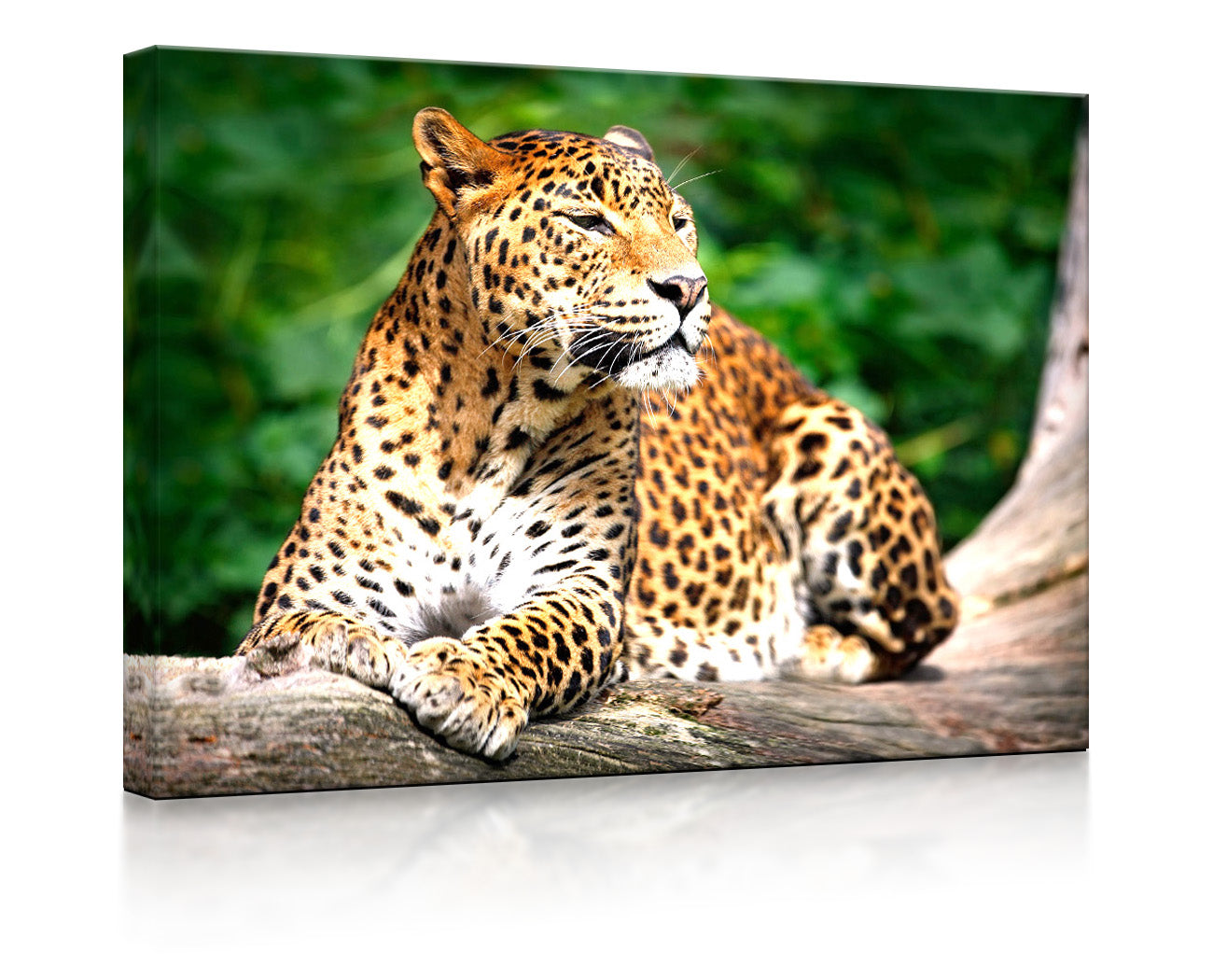 Leopard in der Natur als leuchtbild