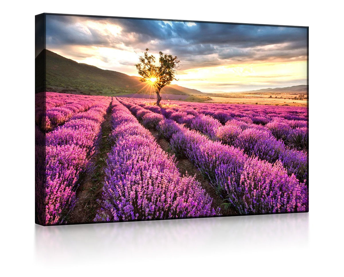 Provence mit einsamen Baum