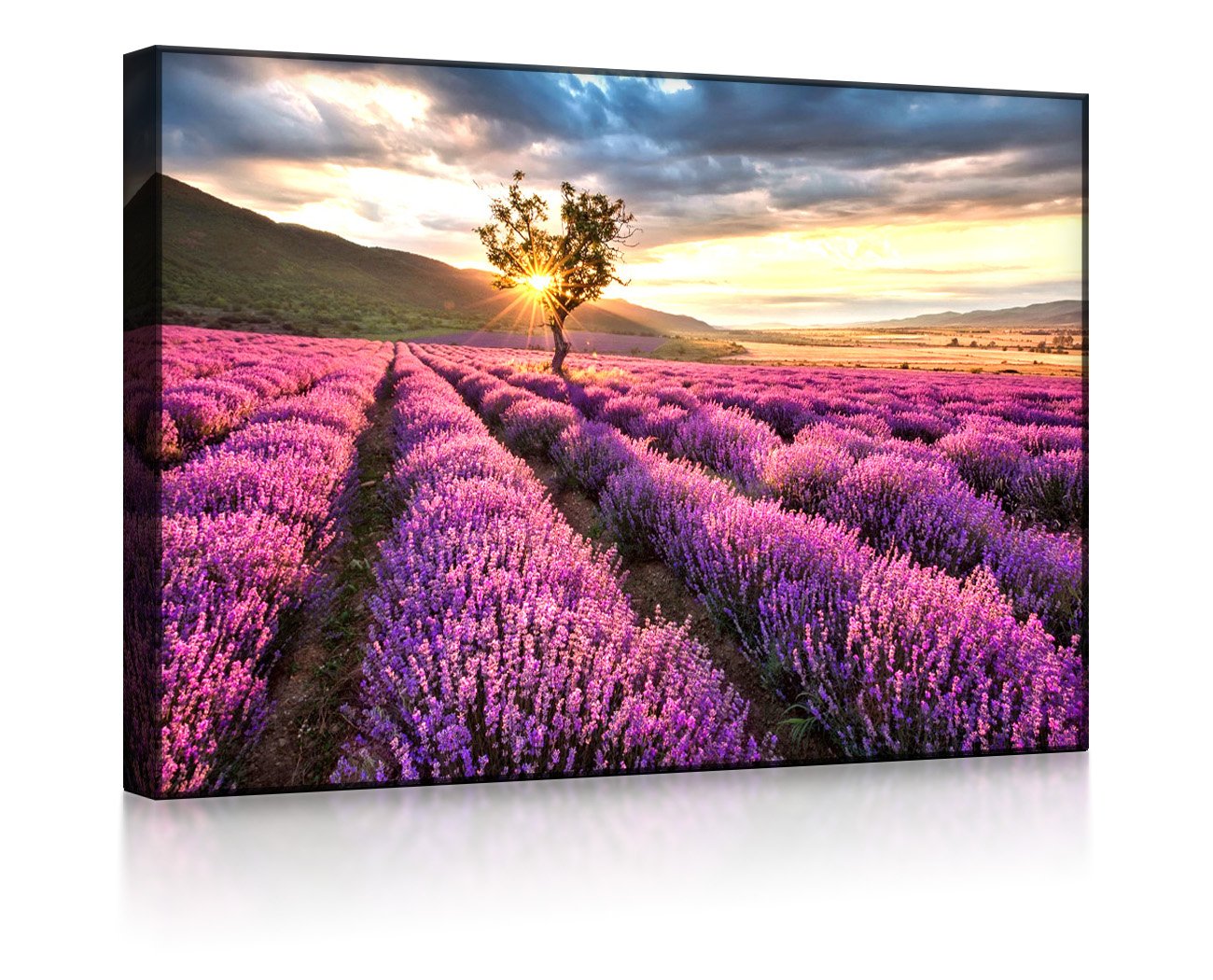 Provence mit einsamen Baum