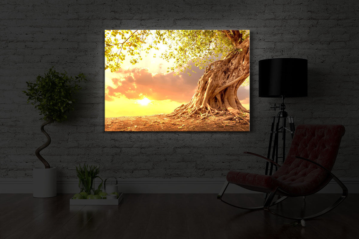 Verwurzelter starker Baum im Sonnenuntergang