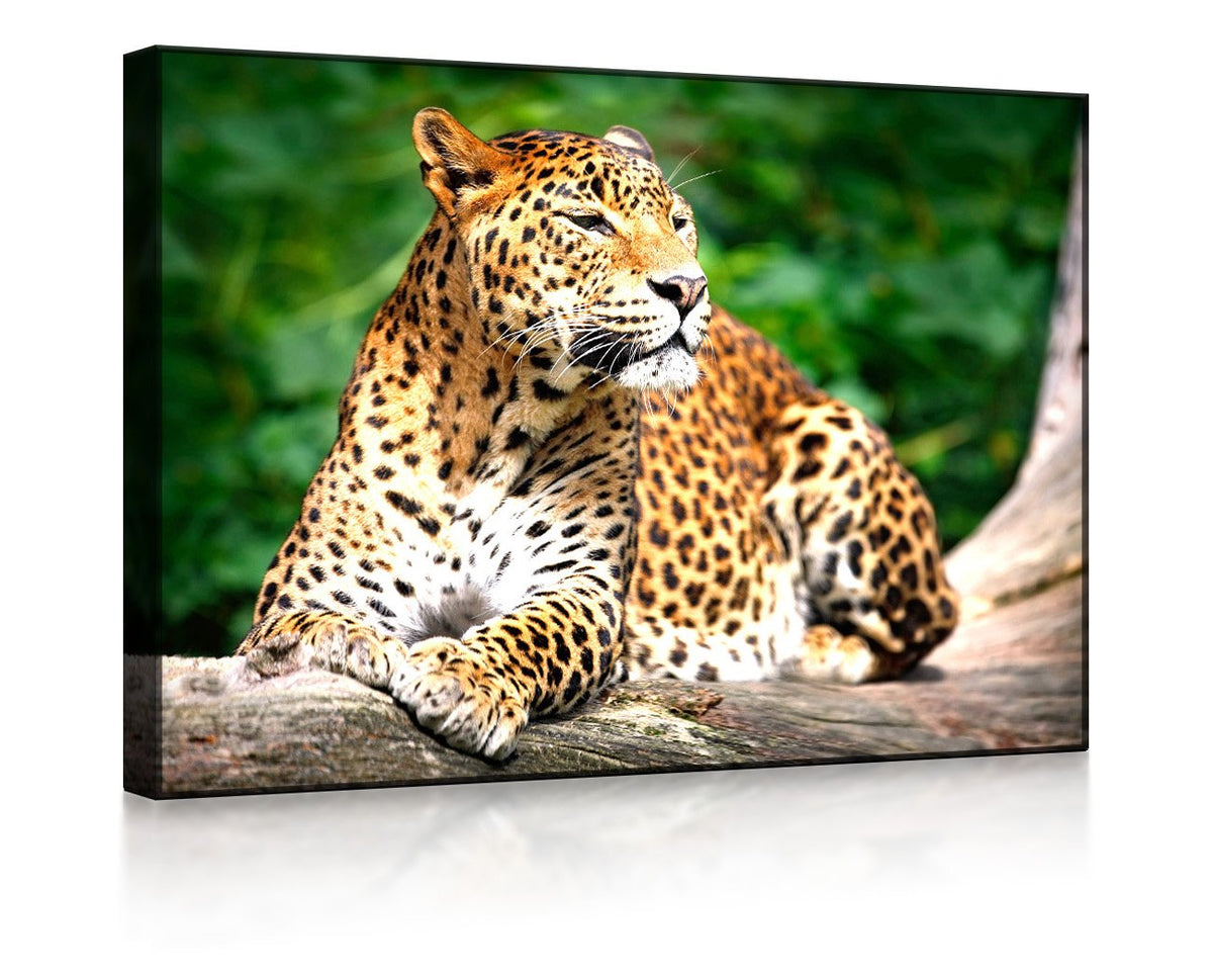 Leopard in der Natur