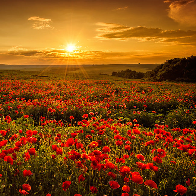 Vorschaubild Leuchtbilder für Kollektion Sunrise and Sundown