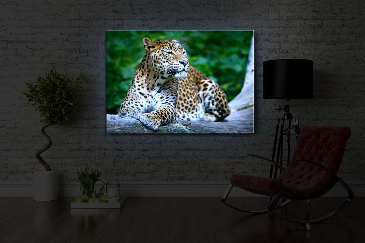 beleuchtetes bild mit dem Motiv Leopard in der Natur in einem dunklen Raum. Das Bild leuchtet blau im abgedunkelten Zimmer