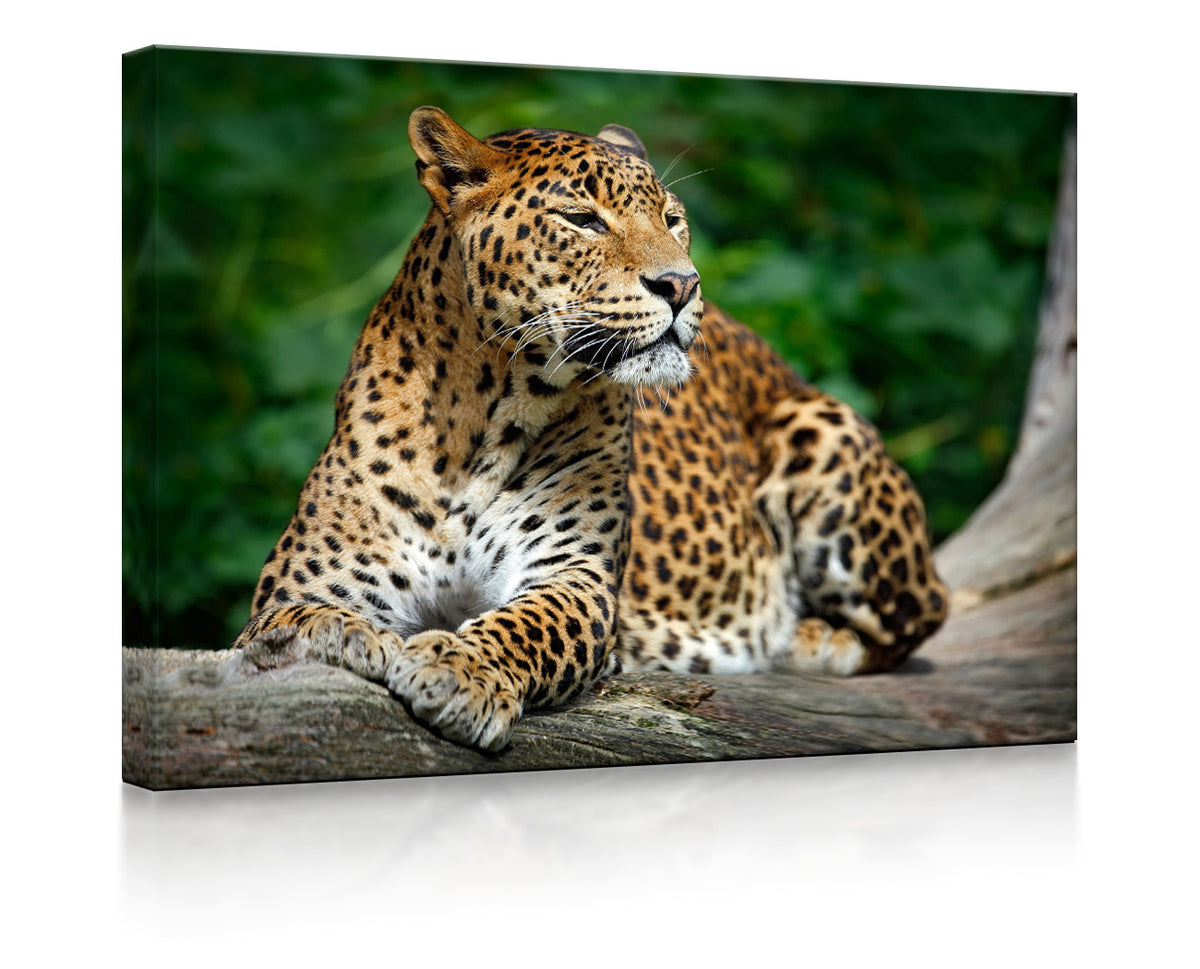 Leopard in der Natur als led bild