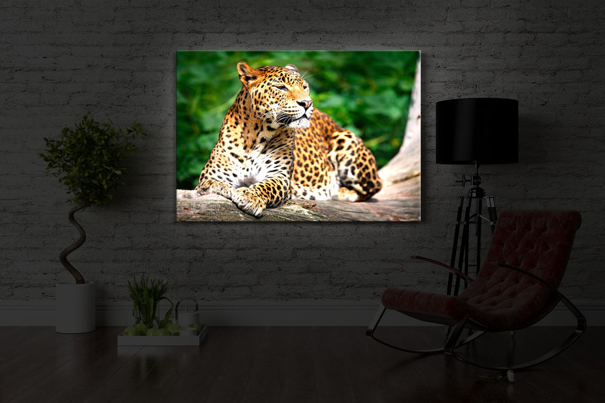 led bild mit dem Motiv Leopard in der Natur in einem dunklen Raum. Das Bild leuchtet weiß im abgedunkelten Zimmer